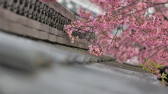 おかめ桜