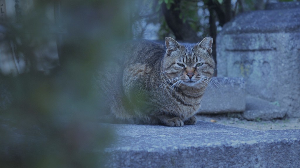 猫