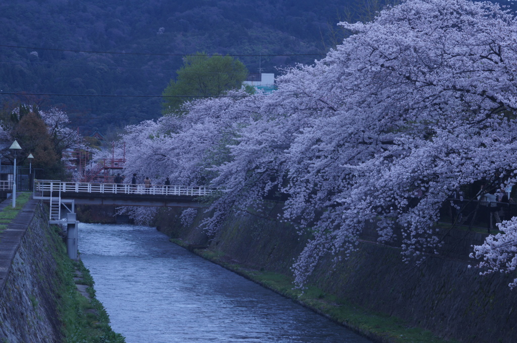 桜