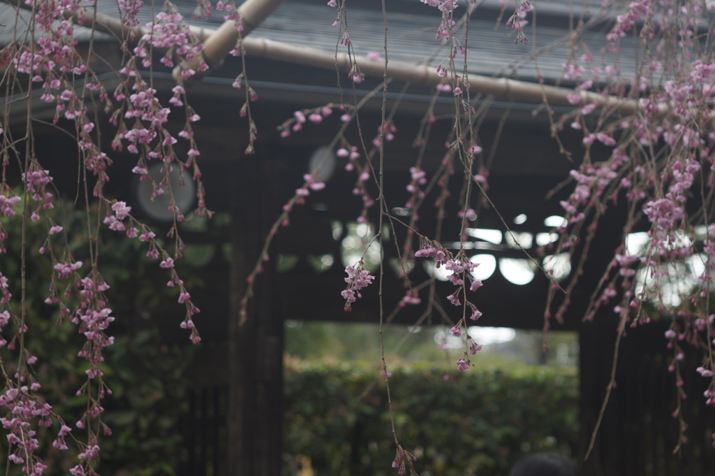 門桜