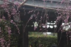 門桜