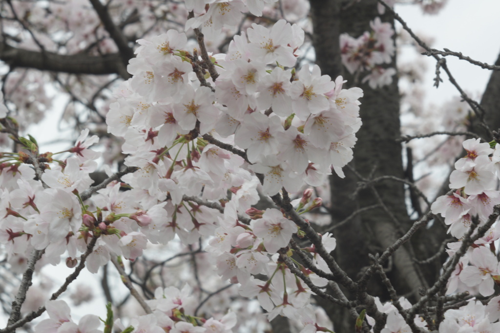 桜