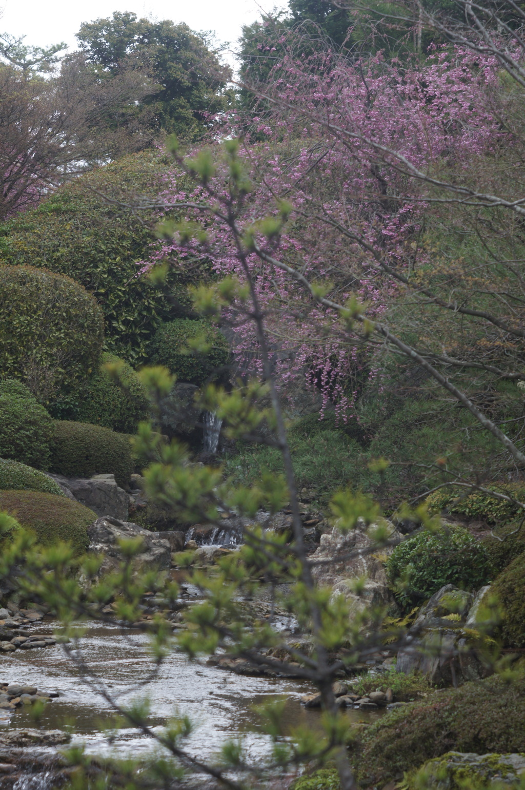 庭桜