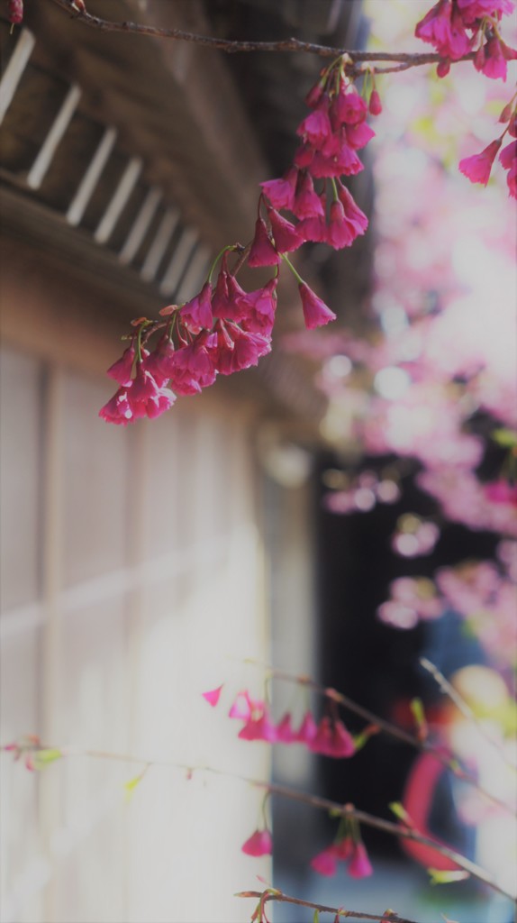 寒緋桜