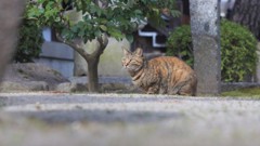 猫