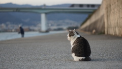 黄昏猫