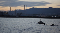 夕暮