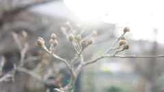 芽