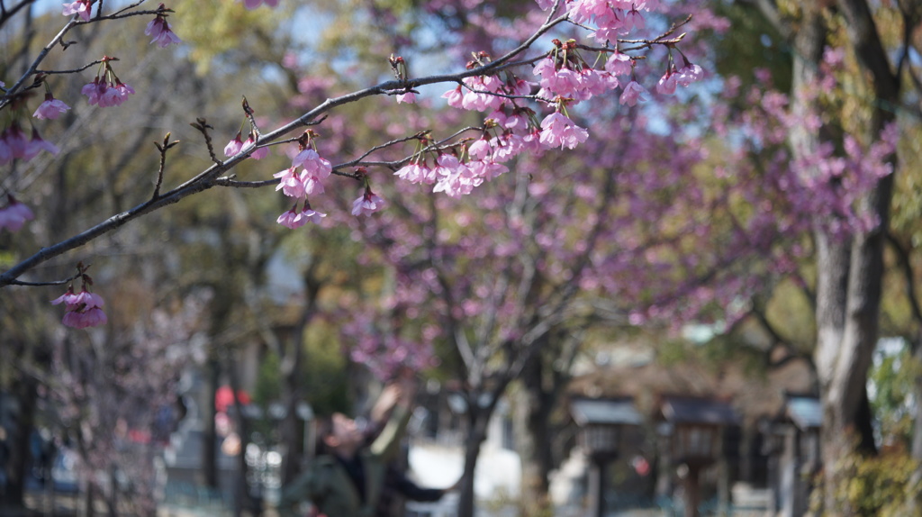 桜