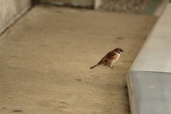 雀