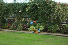 コンゴウインコ