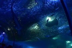 宇宙っぽいやつ