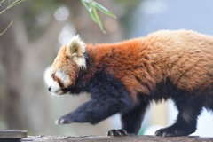 野毛山動物園にて