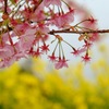 河津桜と菜の花と海