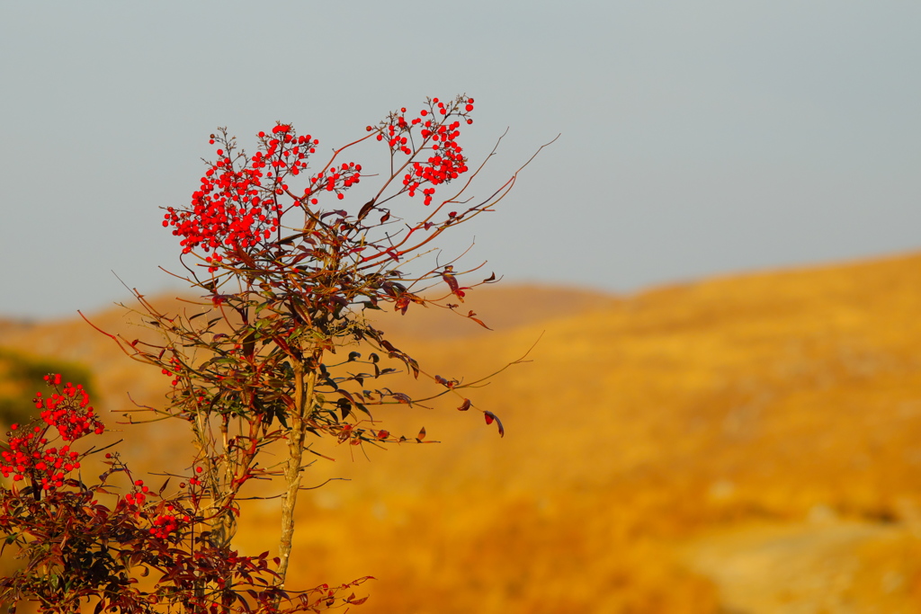 Winter flower