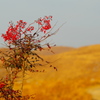 Winter flower