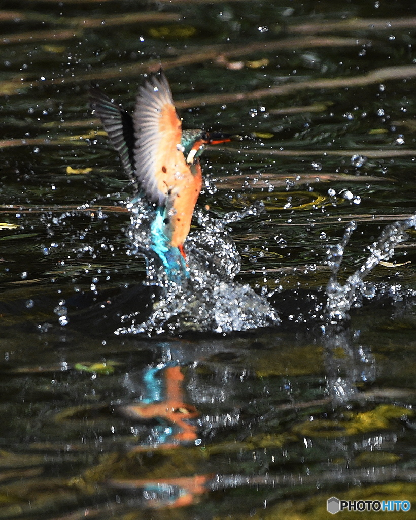 カワセミの飛び出し5