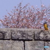 春が来た。 いつものフィールド2
