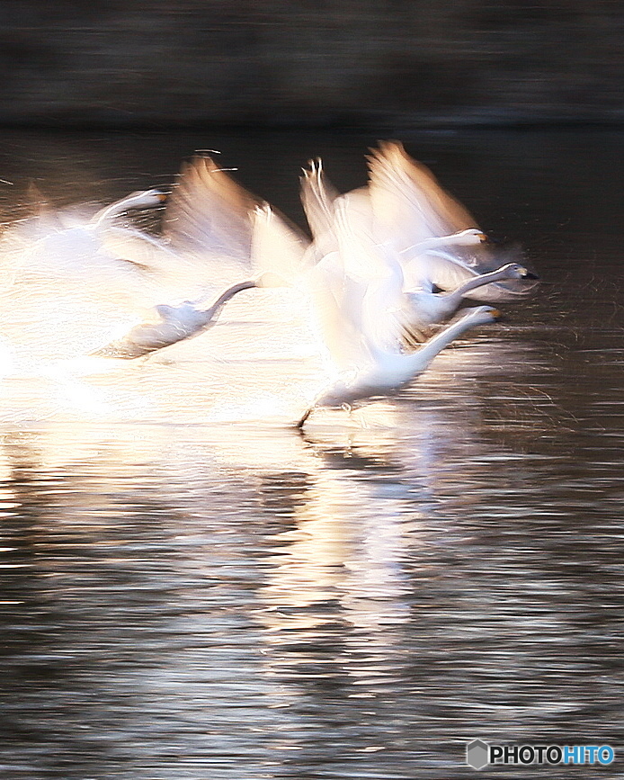 白鳥家族の飛び出し3