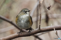 午前の公園 いつものルリ君 1