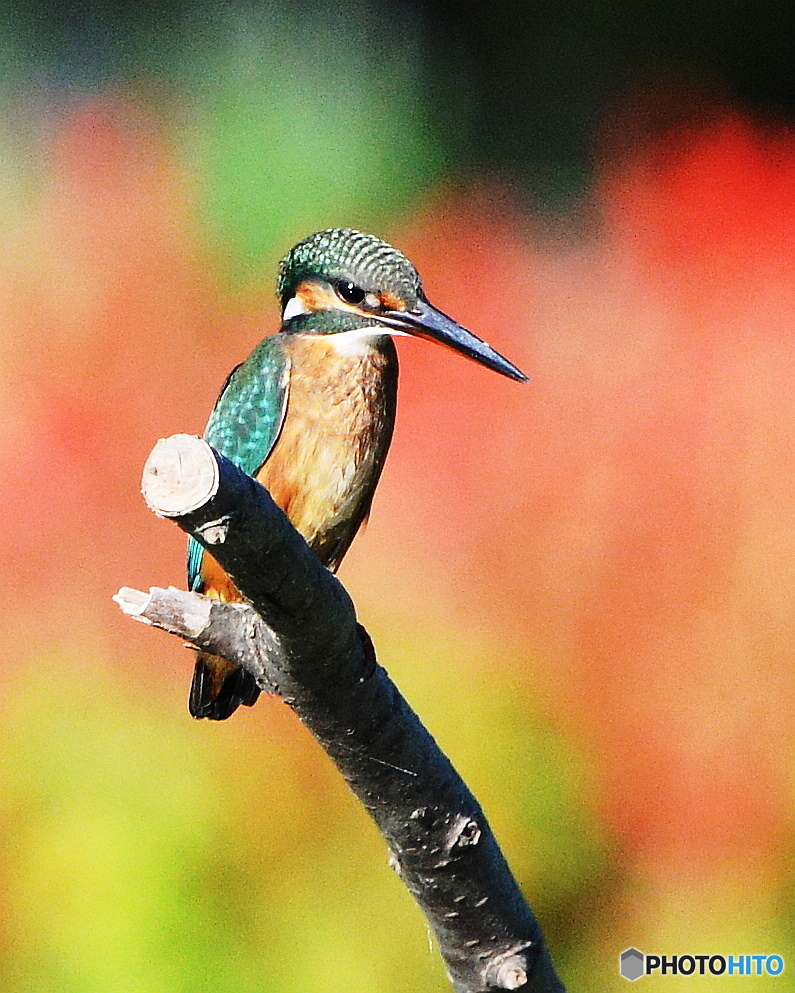 カワセミ１