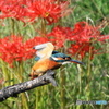 曼珠沙華とカワセミ１