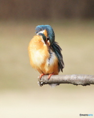 早春のカワセミ2