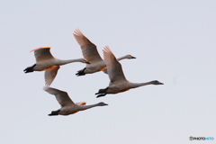 朝日を浴びて白鳥が飛ぶ 3