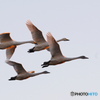 朝日を浴びて白鳥が飛ぶ 3
