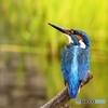 コンデジで撮って見ました。10 カワセミ