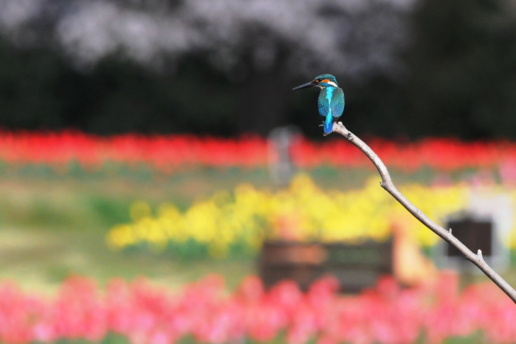 カワセミと春の花4色