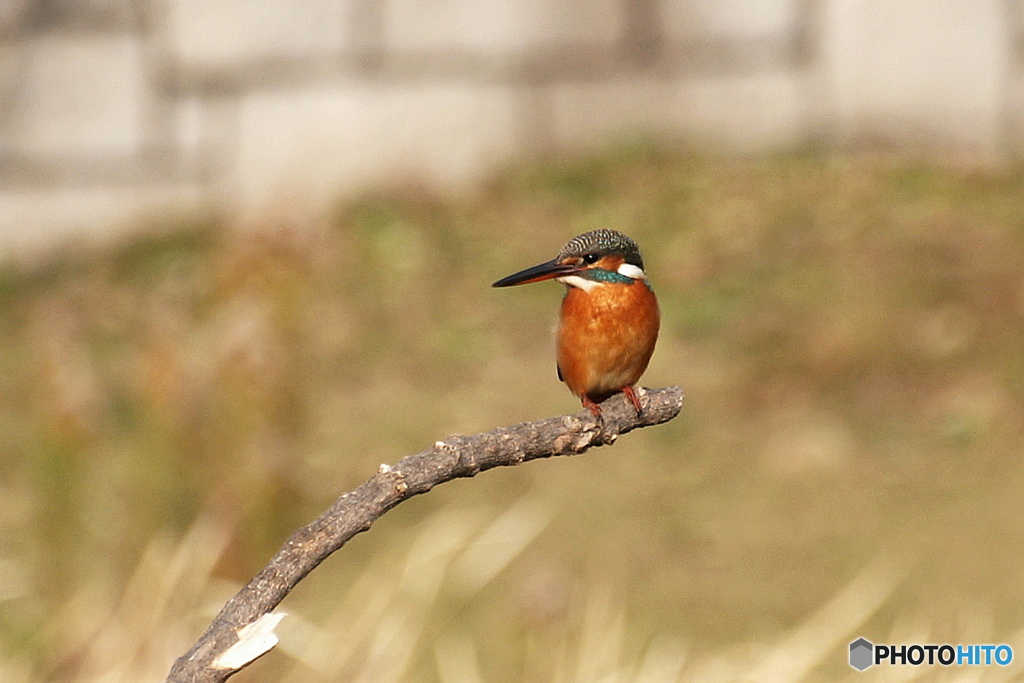 午後のカワセミ 2