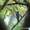 都市公園にオオルリ 何とか撮れた２。