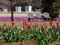 春が来た。 いつものフィールド1