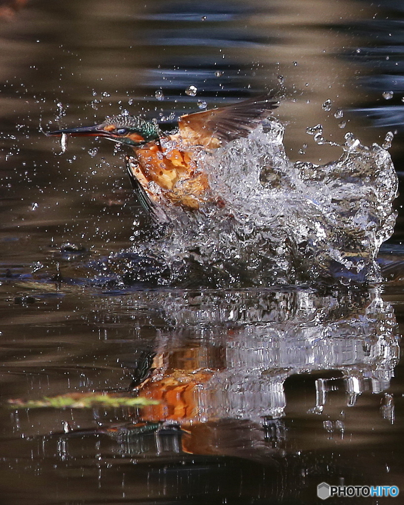 カワセミの飛び出し1