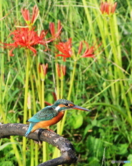 自然豊かな公園7