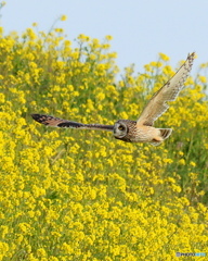 菜の花の土手を飛ぶ3