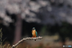 桜をバックで❣