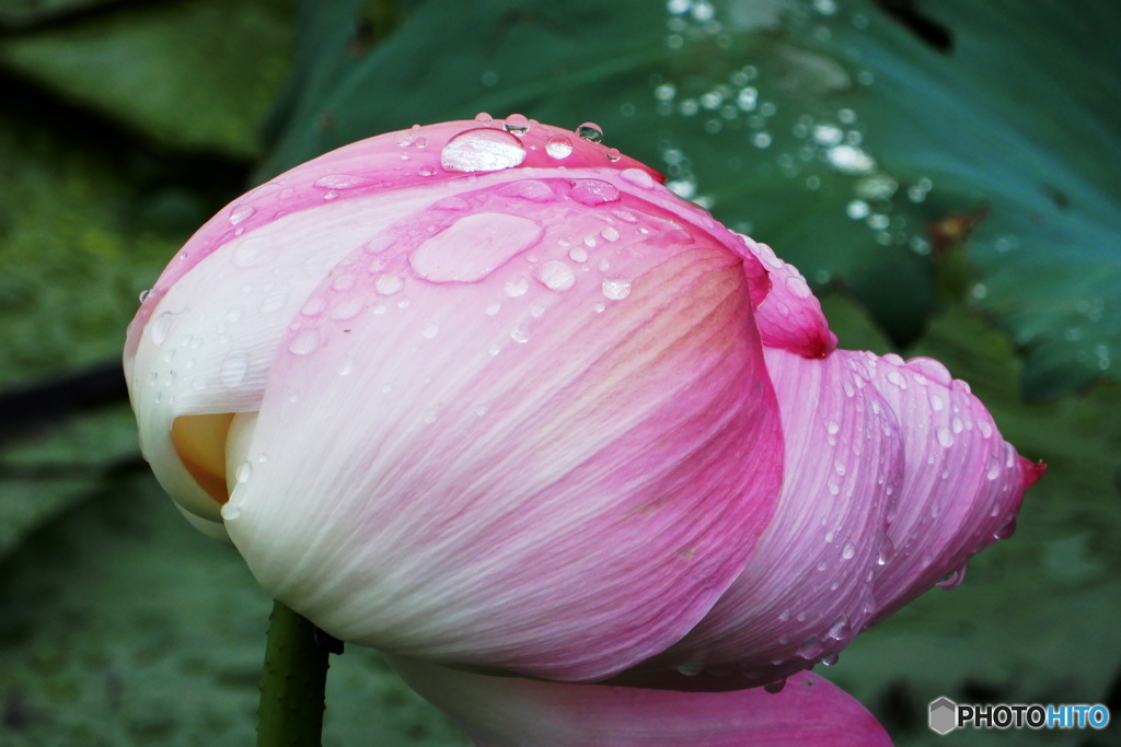 初めて咲いた蓮の花 2番花