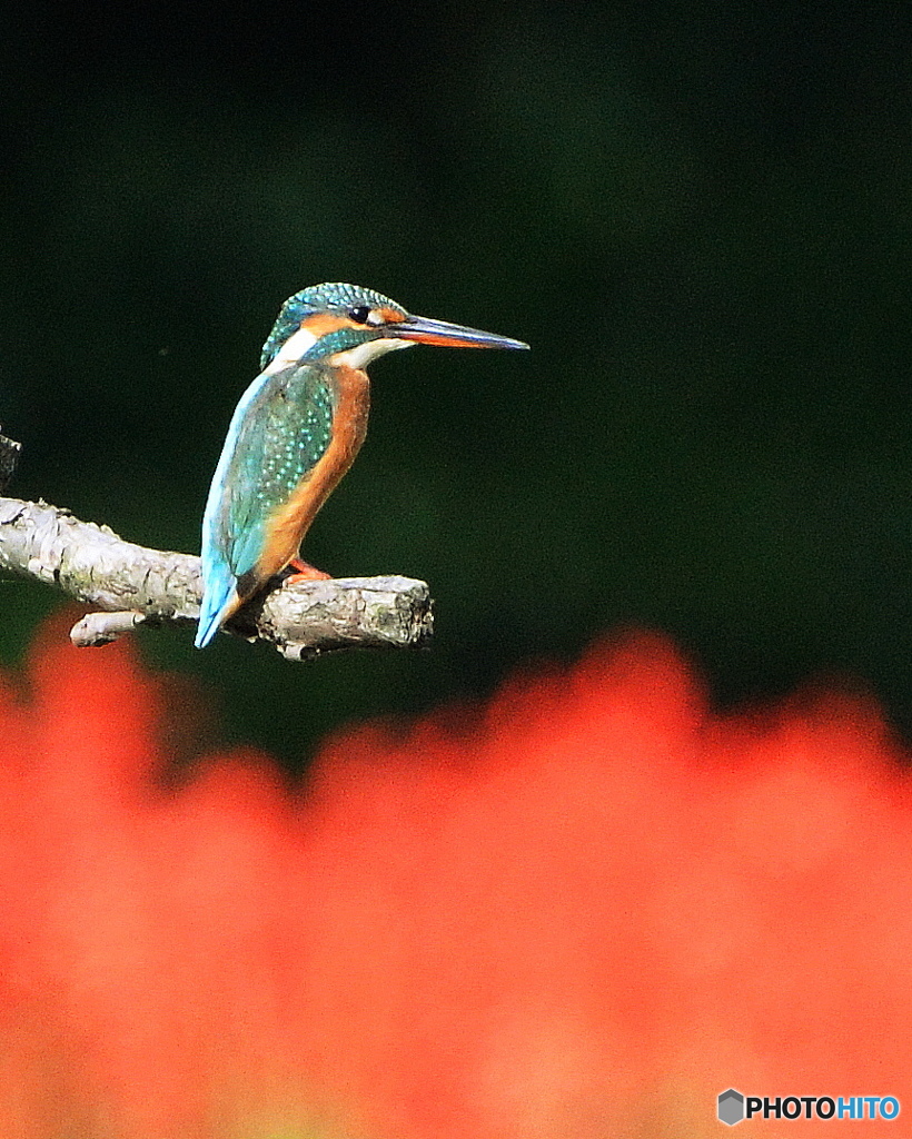 サルカワ