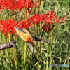 曼珠沙華とカワセミ２