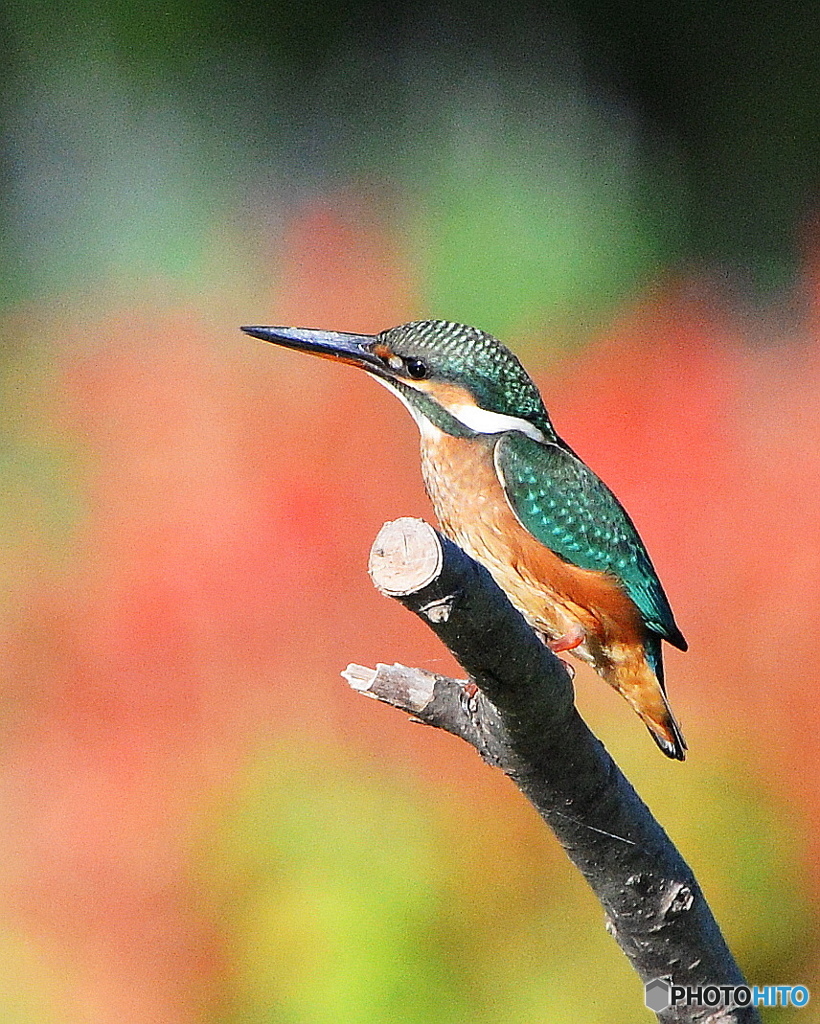 カワセミ２