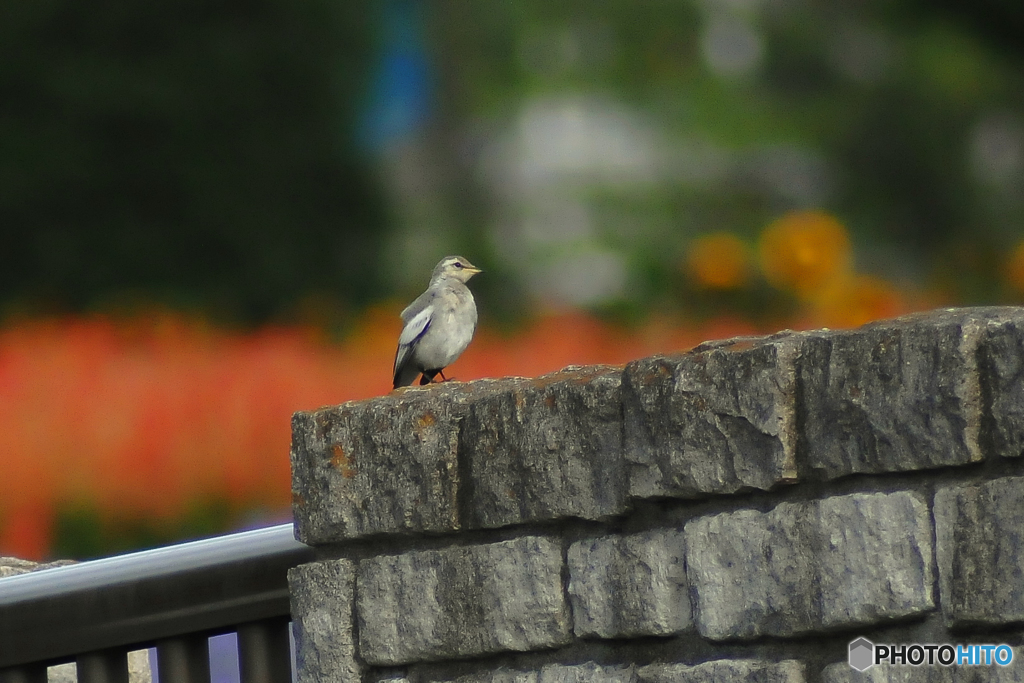 TAMRON SP 31A  200-500mm F5.6   20m