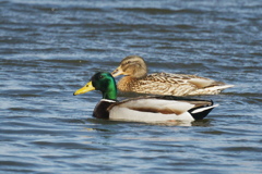 いつもの公園にマガモのペア