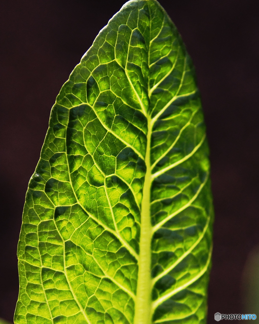 外出自粛 庭の野菜コスレタス 2