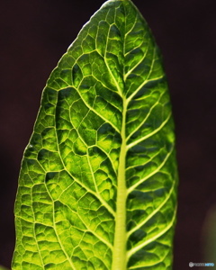 外出自粛 庭の野菜コスレタス 2