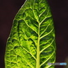 外出自粛 庭の野菜コスレタス 2