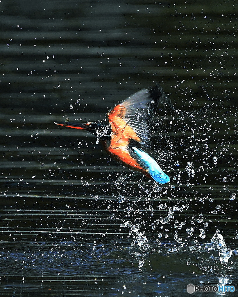 カワセミの飛び出し８