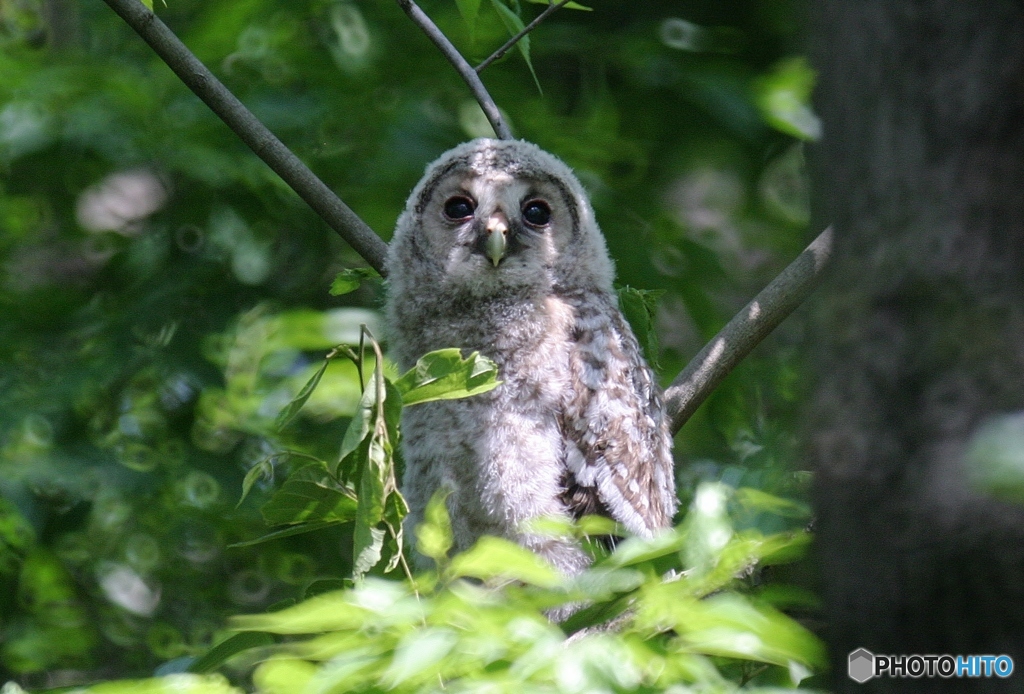 フクロウの雛 1 reflexレンズで撮って見ました。