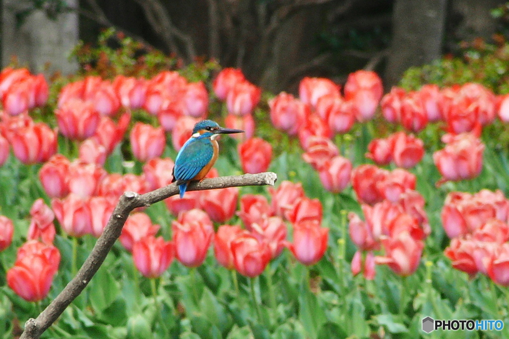 カワセミと春の花 1